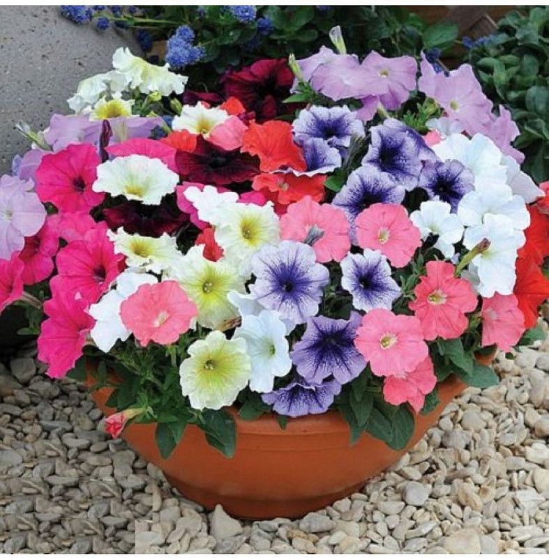 XOLDA Petunia Seed  (25 per packet)