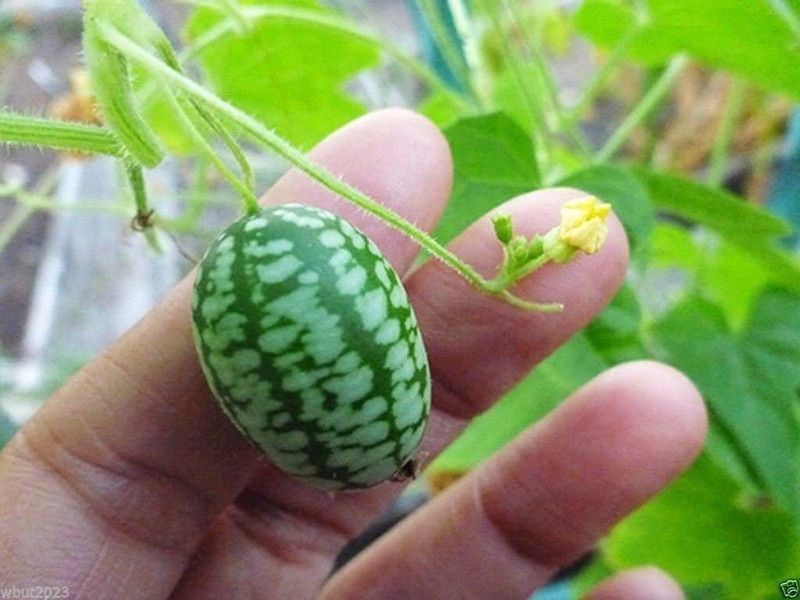 WILLVINE NDIR-518 Mexican Sour Gherkin Cucumber Seed  (200 per packet)
