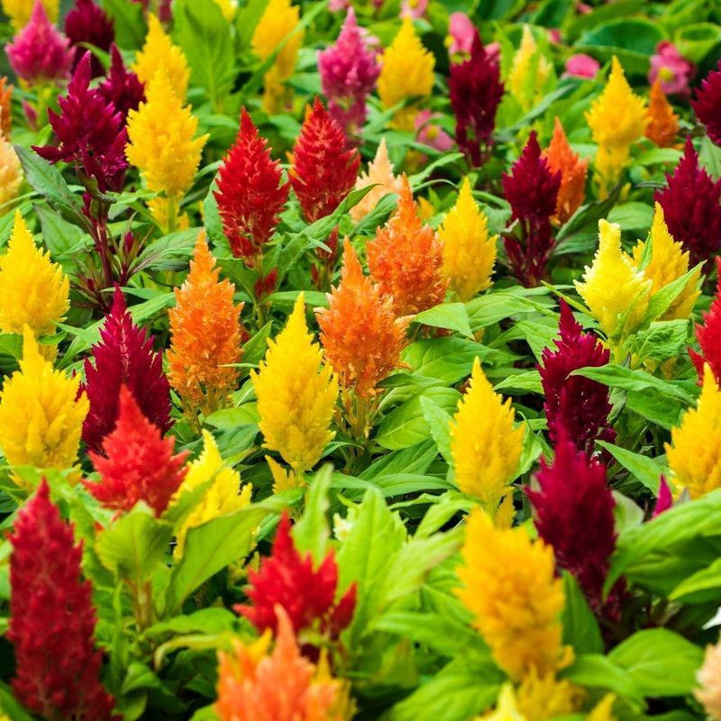 Paudha Celosia Flower Seed  (41 per packet)