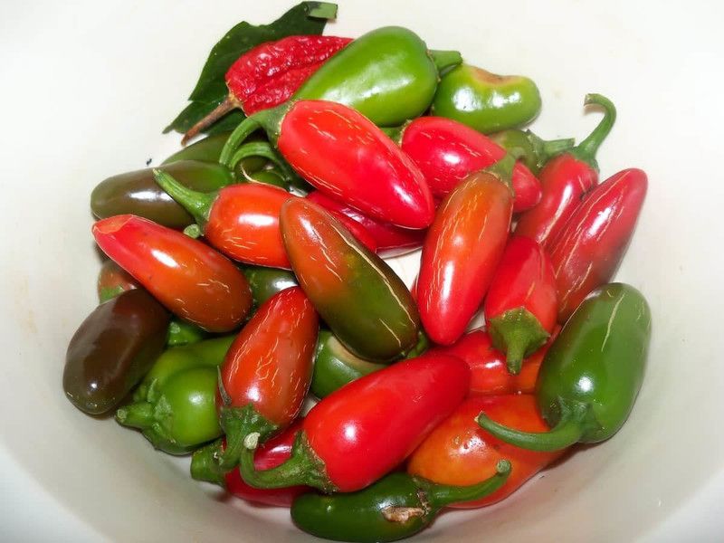 Paudha Jalapeno Seed  (38 per packet)