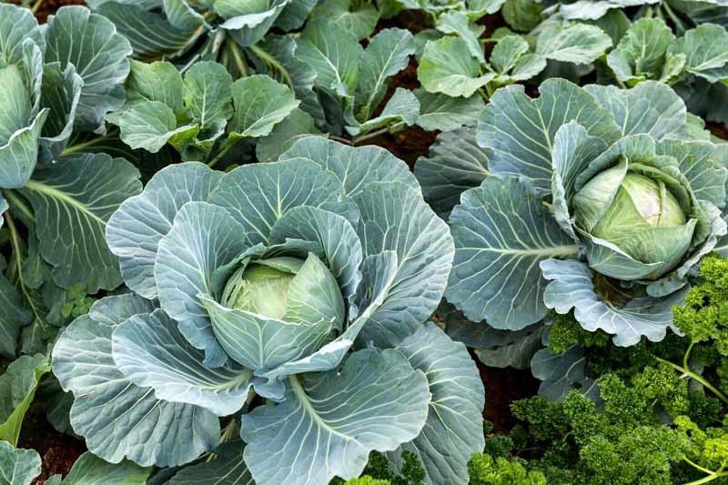 Mozette Cabbage Vegetable Seed  (30 per packet)