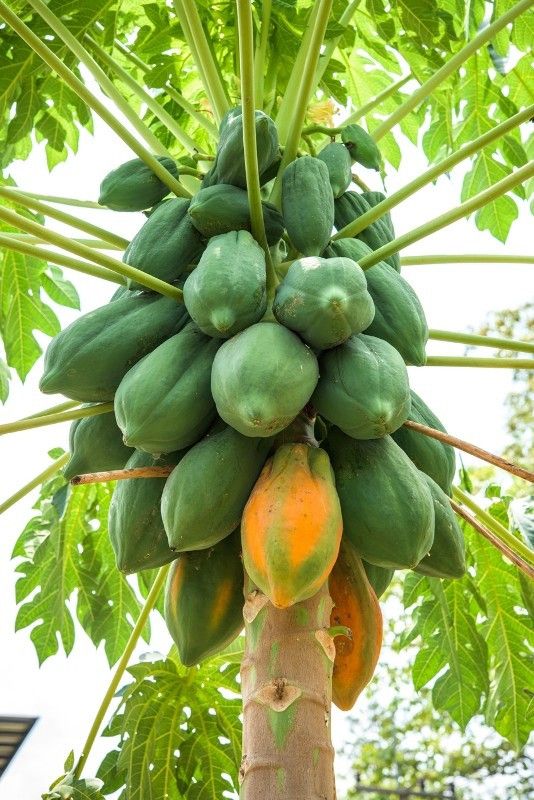 PLANTZON Papaya Seed  (21 per packet)