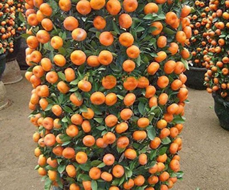 KANAYA Orange Fruit Hybrid Seed  (40 per packet)