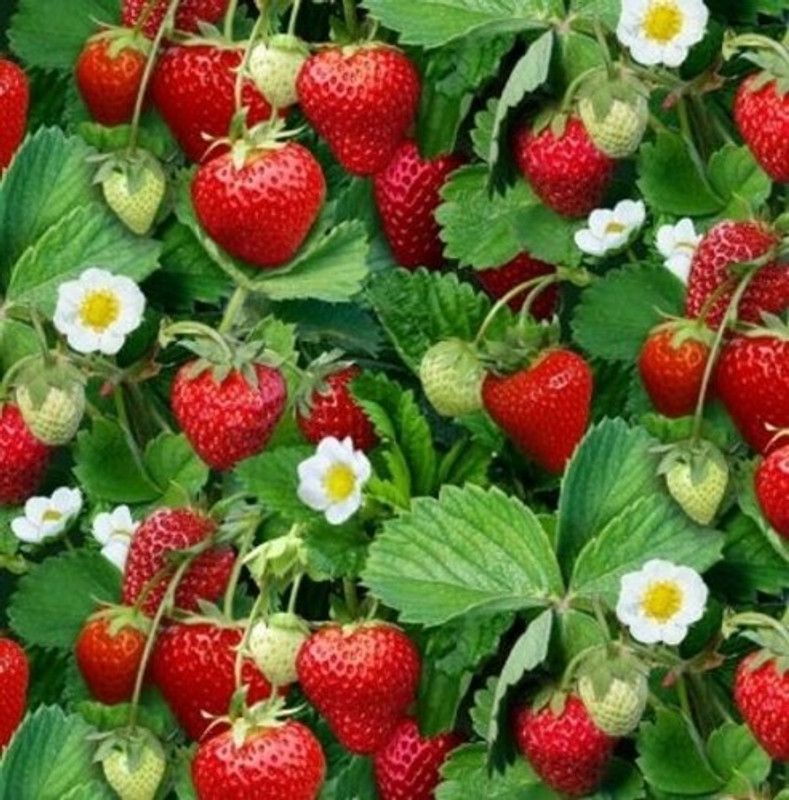XOLDA StrawBerry Fruit Seed  (150 per packet)