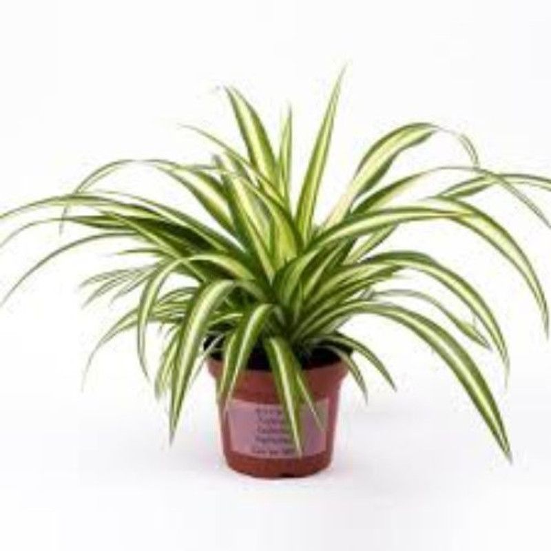The Nursery Spider Plant  (Hybrid, Pack of 1)