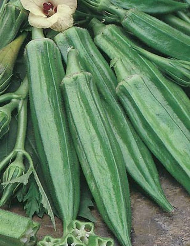 Nodoc Organic Okra Seed  (33 per packet)
