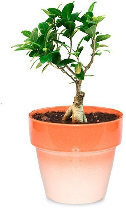Greenium Ficus Plant  (Hybrid, Pack of 1)