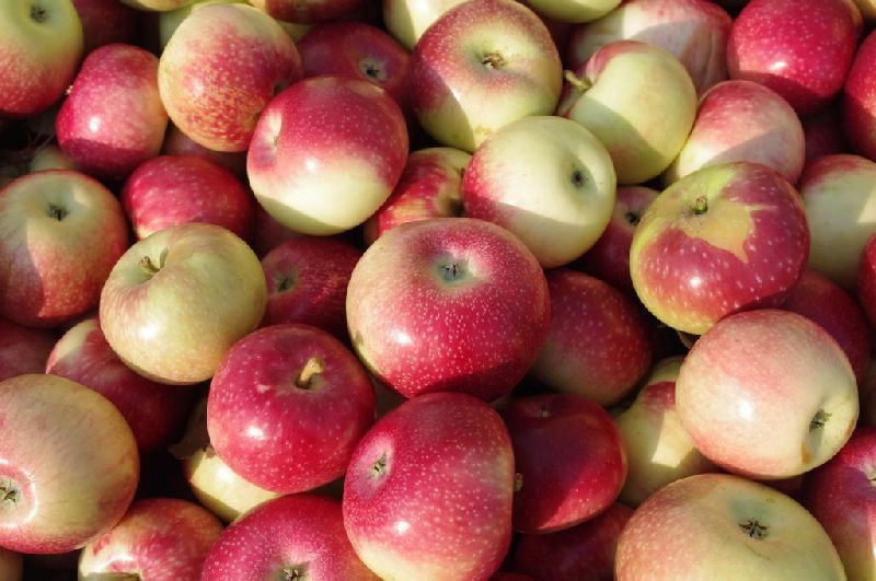 Nodoc Apple fruit Seed  (24 per packet)