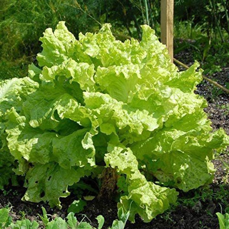 VibeX ® VMR-420 Black Seeded Simpson Leaf Lettuce Seeds Seed  (200 per packet)
