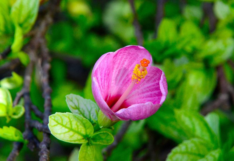 natikrd Hibiscus Plant  (Hybrid, Pack of 1)