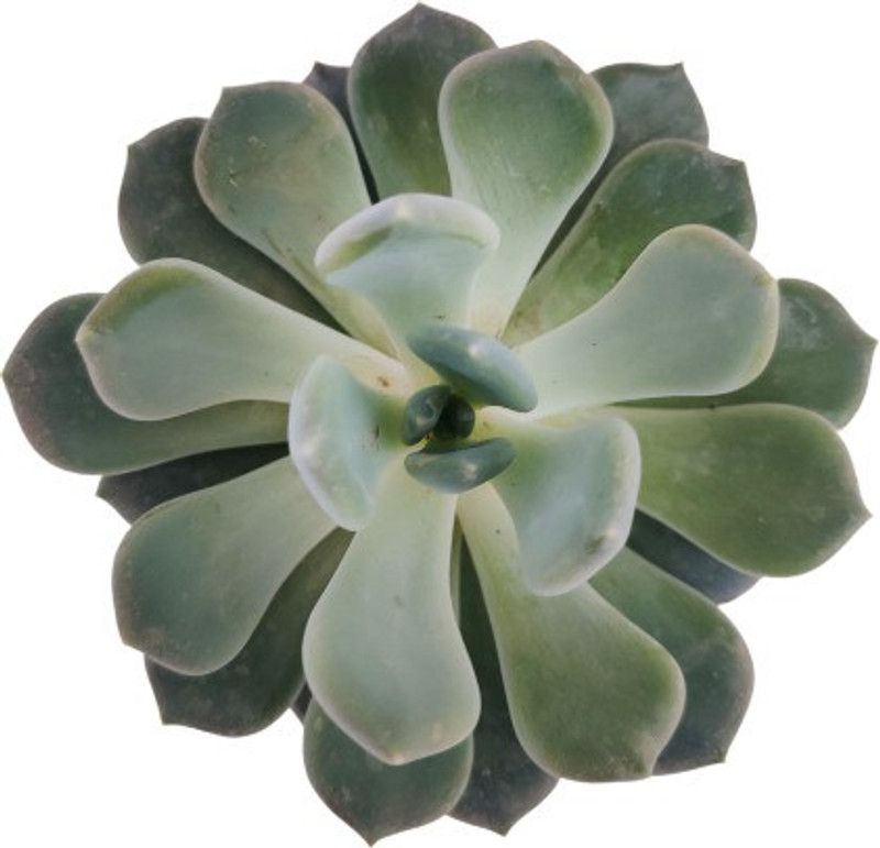 Indian Flora Echeveria 'Starlite' Plant  (Pack of 1)