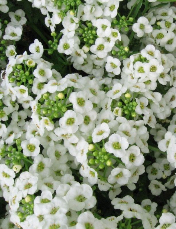 Paudha Alyssum benthami white Seed  (50 per packet)