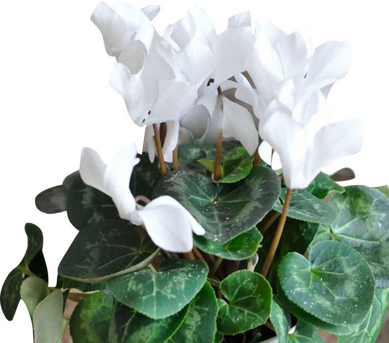 Futaba Cyclamen Flower - White -100 Seeds Seed  (100 per packet)