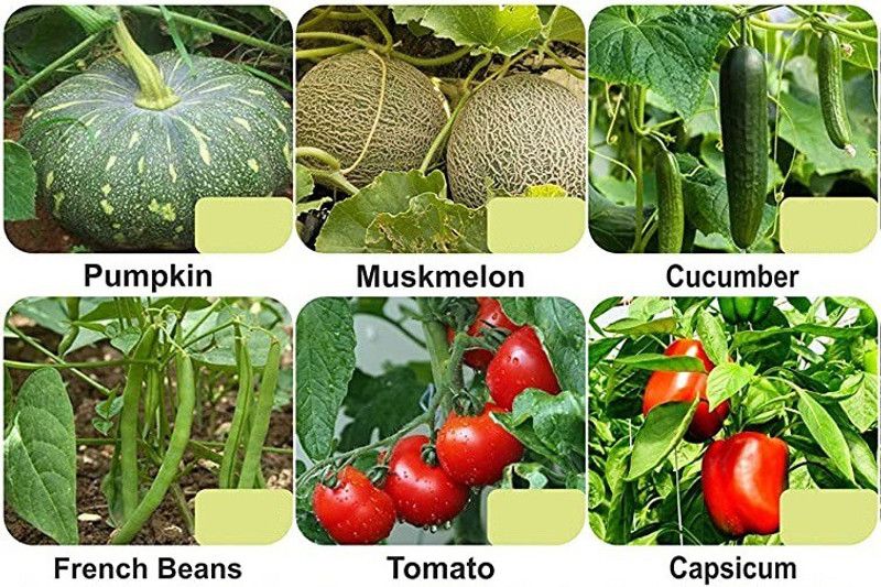 CYBEXIS 6-Varieties-Top Selling Vegetable Seeds Combo Seed  (5 g)