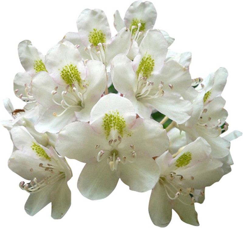 Futaba Rhododendron Azalea Flower White - 50 Pcs Seed  (50 per packet)