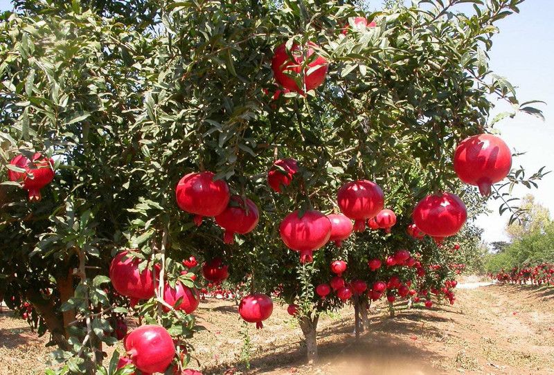 Earth Plant Farm Pomegranate Plant  (Hybrid, Pack of 1)