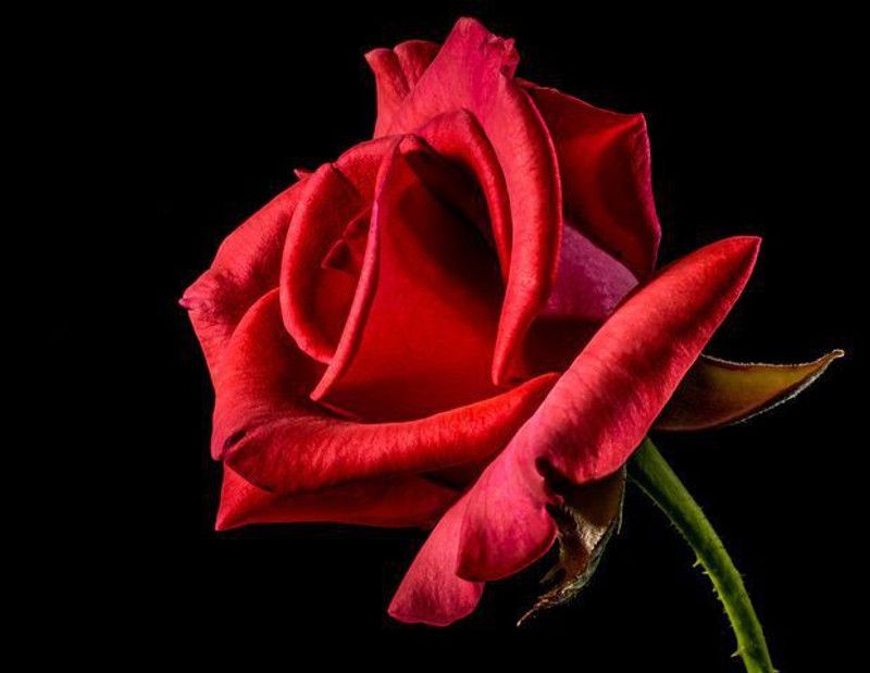 Nodoc Rose Seed  (20 per packet)