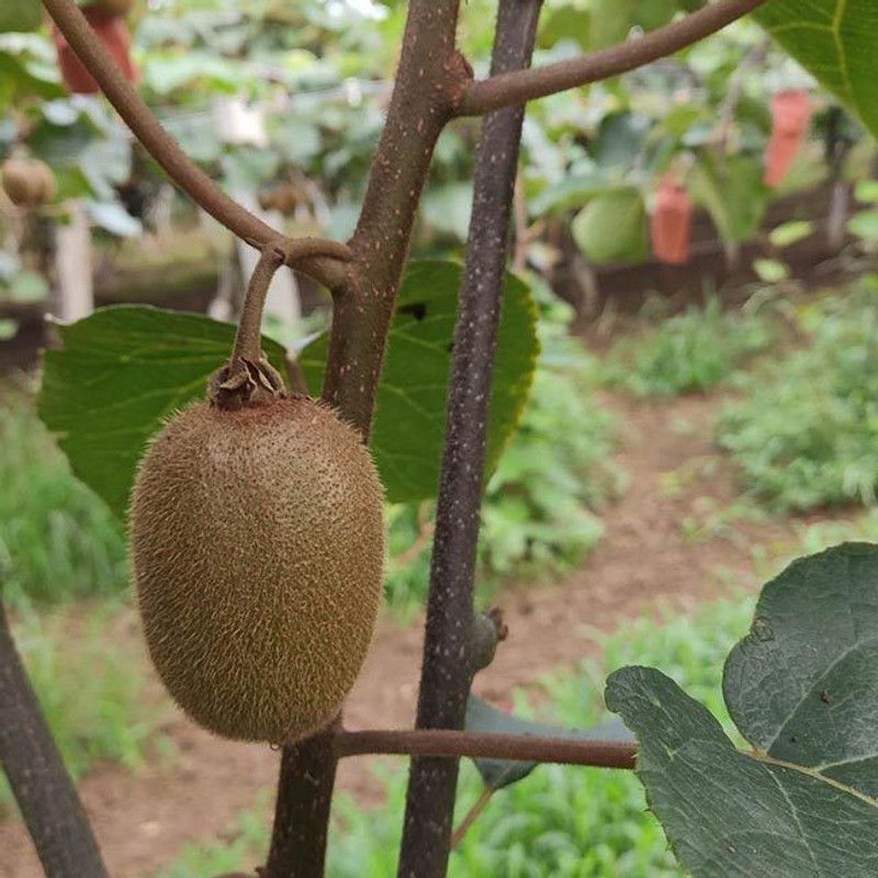 EliteGreen Kiwi Plant  (Hybrid, Pack of 1)