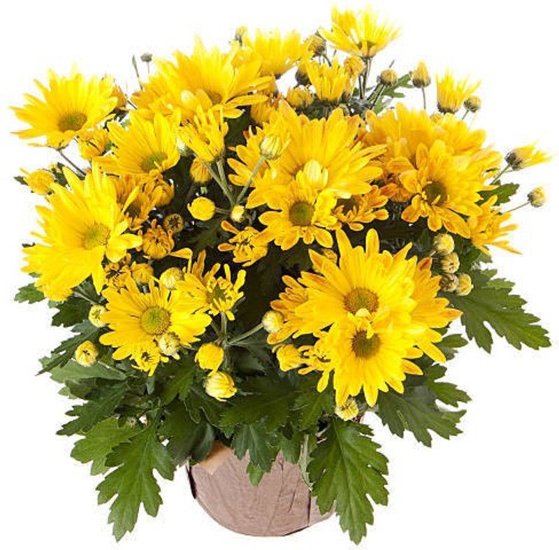 sporos Chrysanthemum Gardening Flower Seed  (20 per packet)