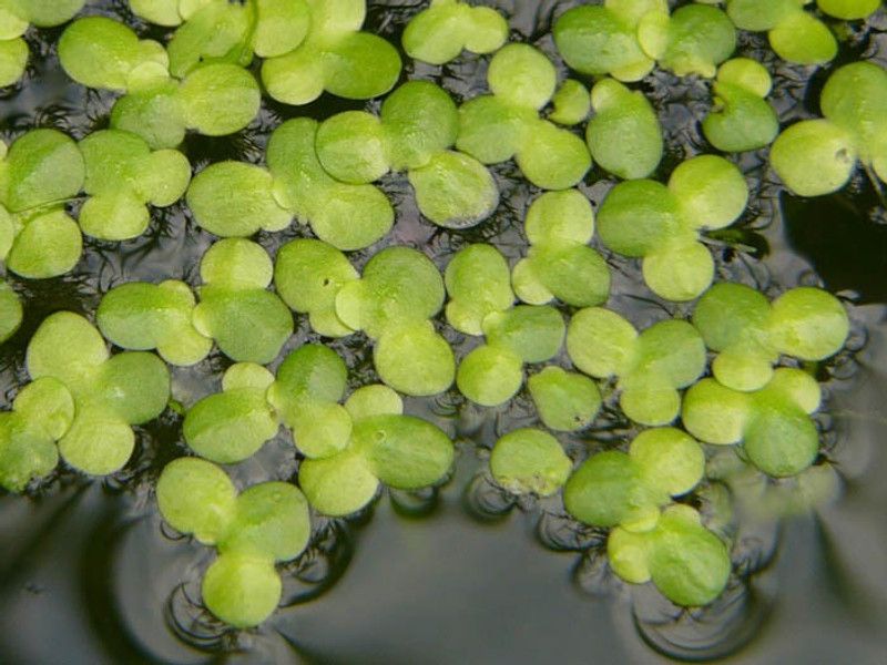Seedandplants Lemna minor Seed  (47 per packet)