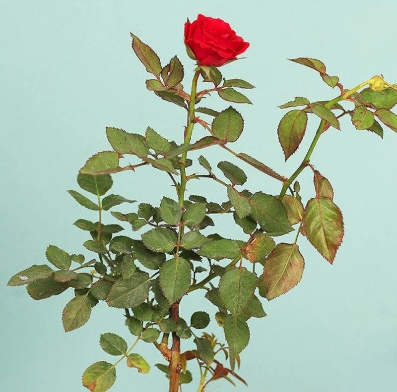 Linaa Rose Plant  (Hybrid, Pack of 1)