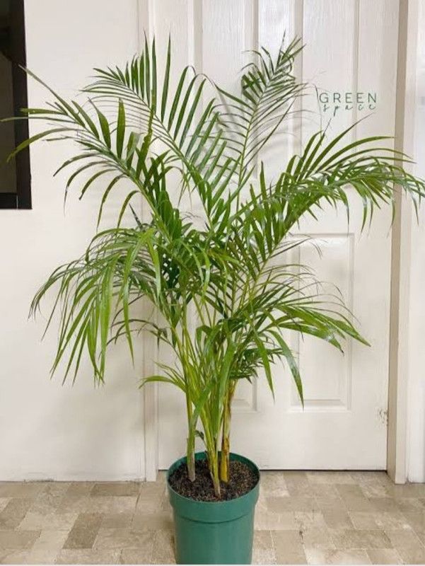 Corofitam Areca Palm  (Hybrid, Pack of 1)