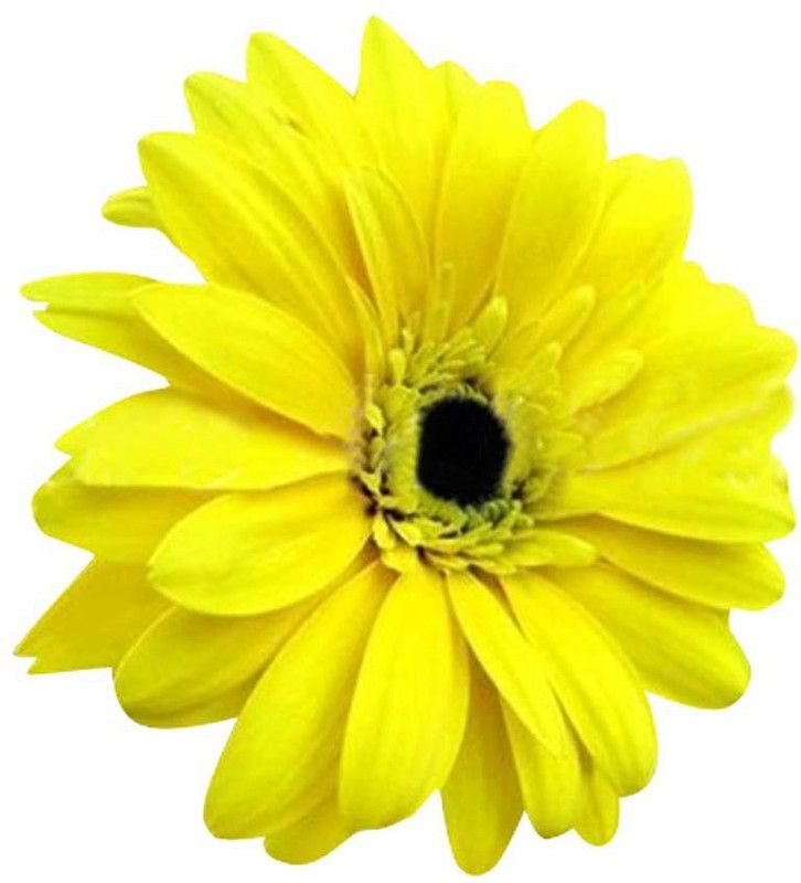 CYBEXIS Hybrid Gerbera Daisy Flower Seeds-Yellow Seed  (50 per packet)