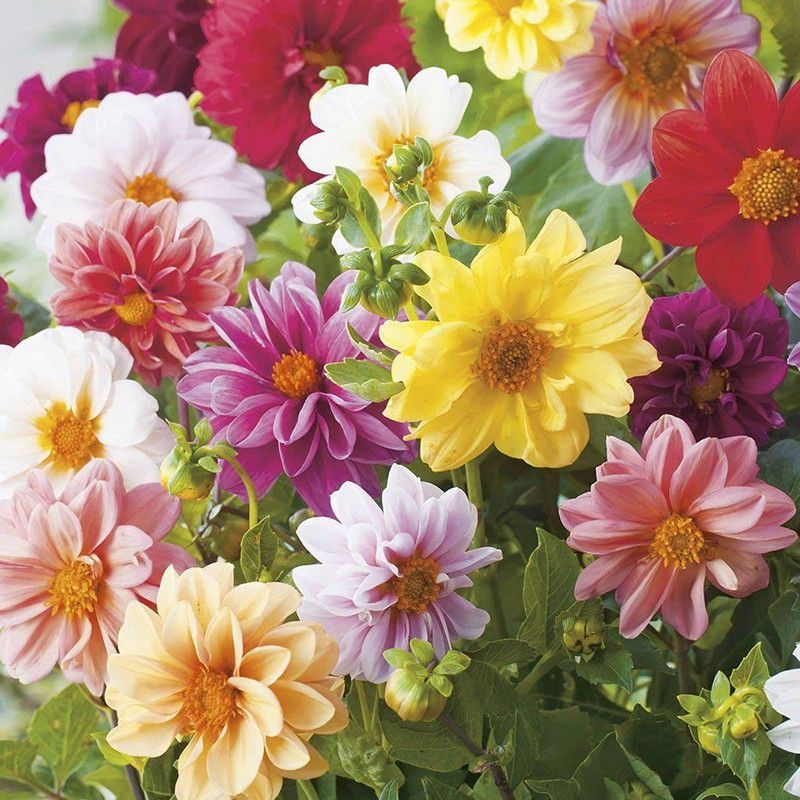 CYBEXIS Dahlia Double Mix F1 Hybrid Seeds Seed  (50 per packet)