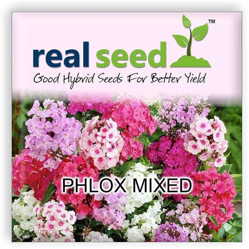 CYBEXIS Phlox Mixed Hybrid Imported Flower Seeds Seed  (1 g)