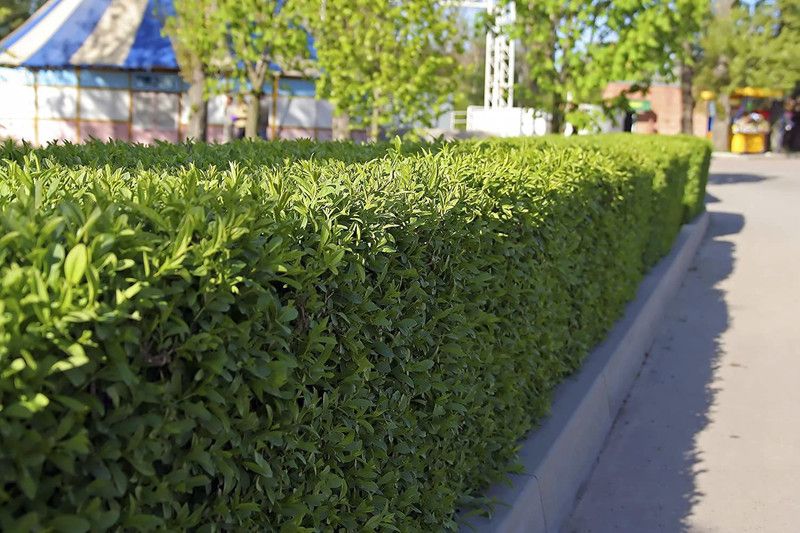 WILLVINE NBIR-5 Winter Gem Boxwood Seed  (400 per packet)