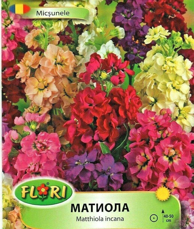 CYBEXIS MATTHIOLA INCANA - Stock HIGH Quality Flower Seeds Seed  (50 per packet)
