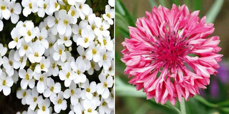 xcentax Alyssum White, Cornflower Seed  (20 per packet)