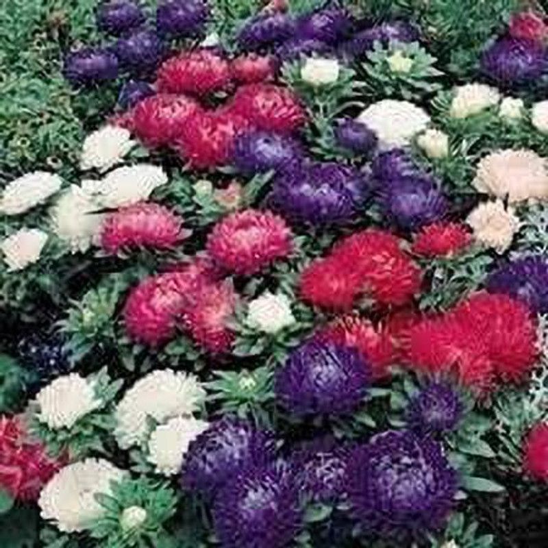 KANAYA Aster Mix Flower Seeds Seed  (100 per packet)