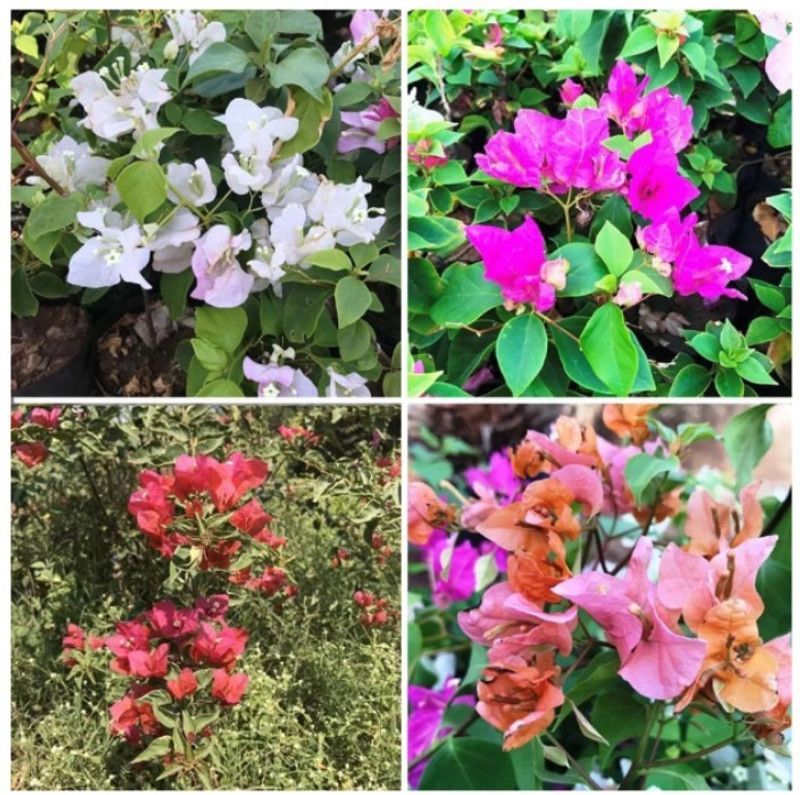 Padmavatii Bougainvillea Plant  (Hybrid, Pack of 4)