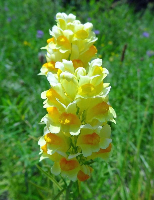 CYBEXIS Antirrhinum (Dog Flower) Seeds Seed  (50 per packet)