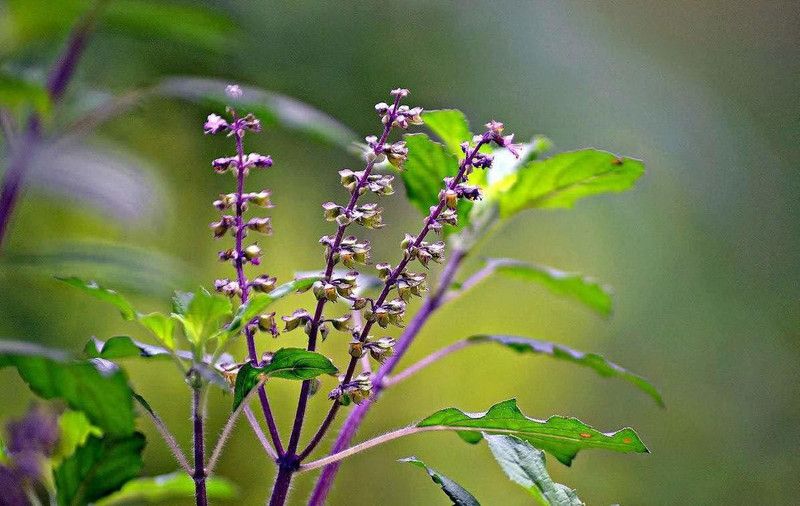 M-Technologies Tulsi Plant  (Hybrid, Pack of 1)