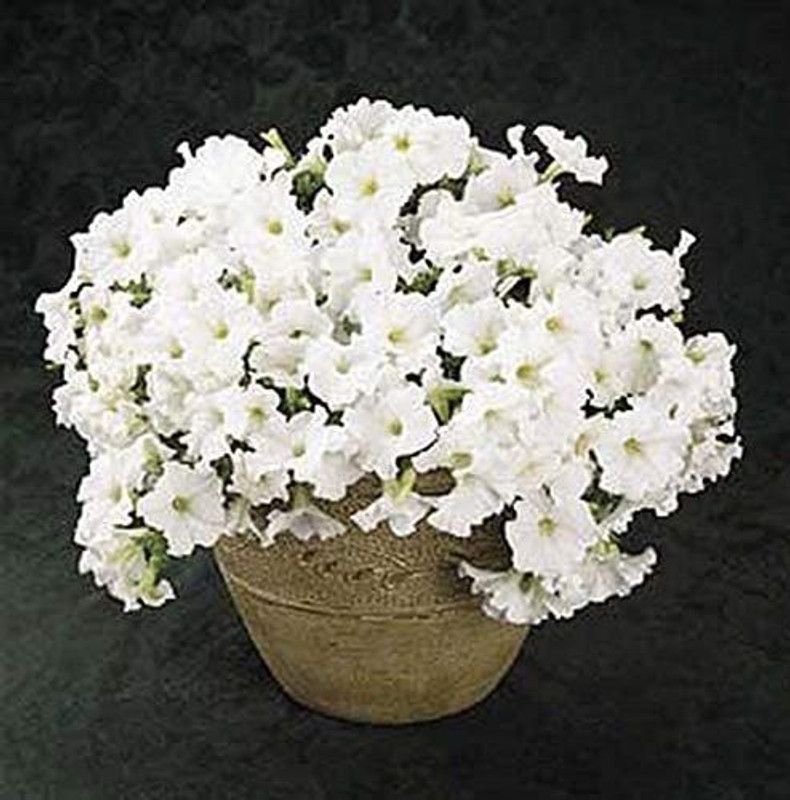 CYBEXIS Petunia Easy Wave White Annual Seeds Seed  (50 per packet)