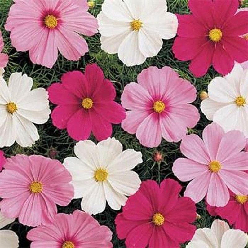 CYBEXIS Flower Seeds Cosmos Mix Seed  (1 g)