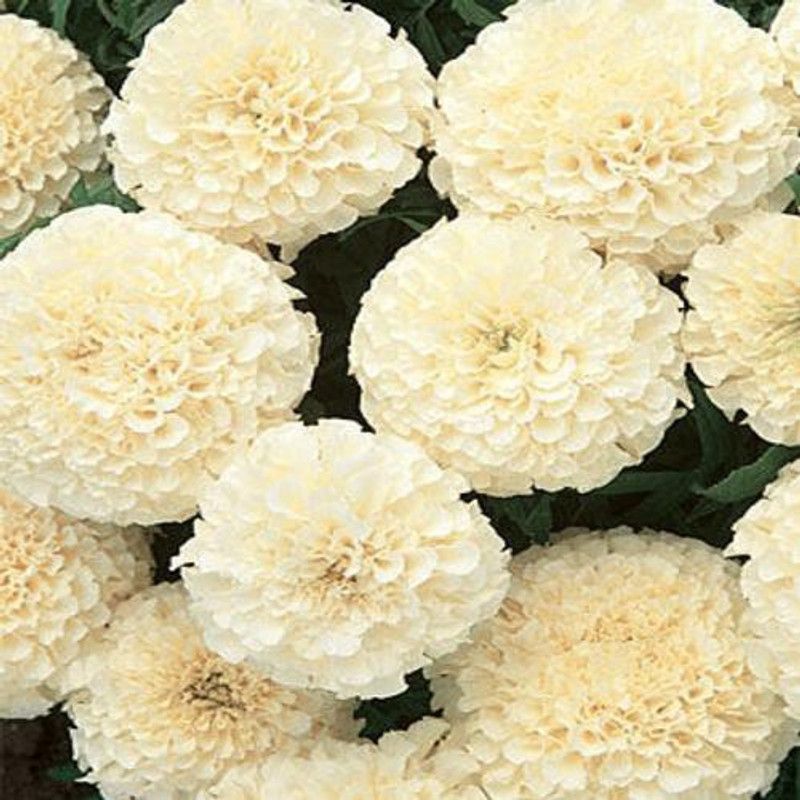 XOLDA MariGold White Flower Seed  (26 per packet)