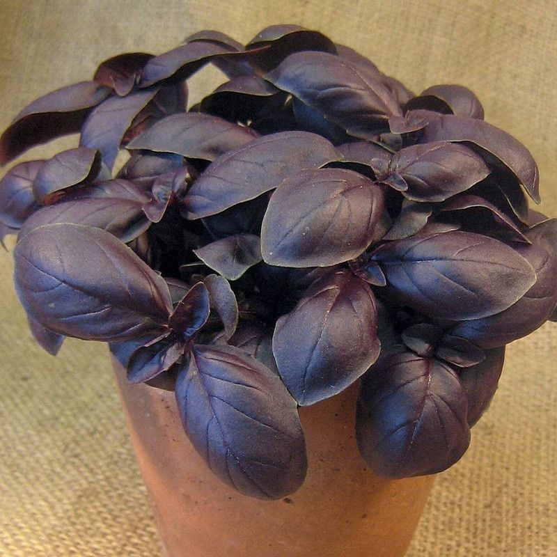 WILLVINE Basil Herbs For Health Purple Color Seeds Seed  (1000 per packet)