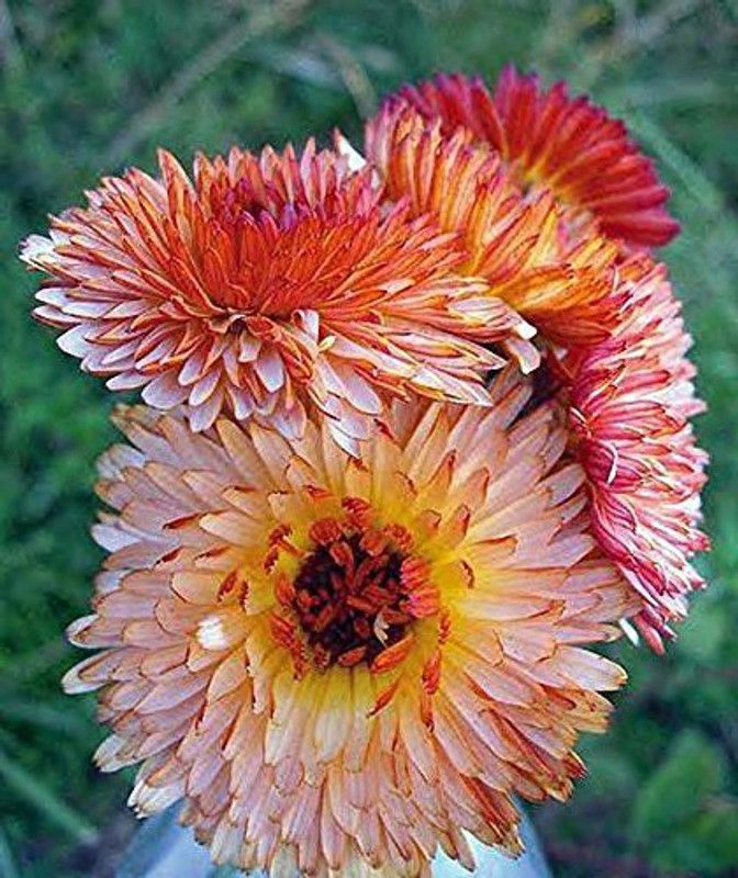 CYBEXIS CALENDULA SEEDS Pot Marigold TRIANGLE FLASHBACK Seed  (50 per packet)