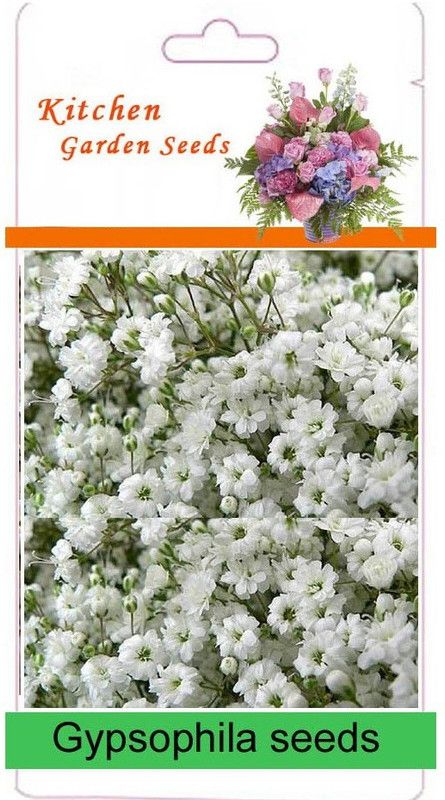 CYBEXIS Gypsophila Elegans Covent Garden Seeds Seed  (50 per packet)