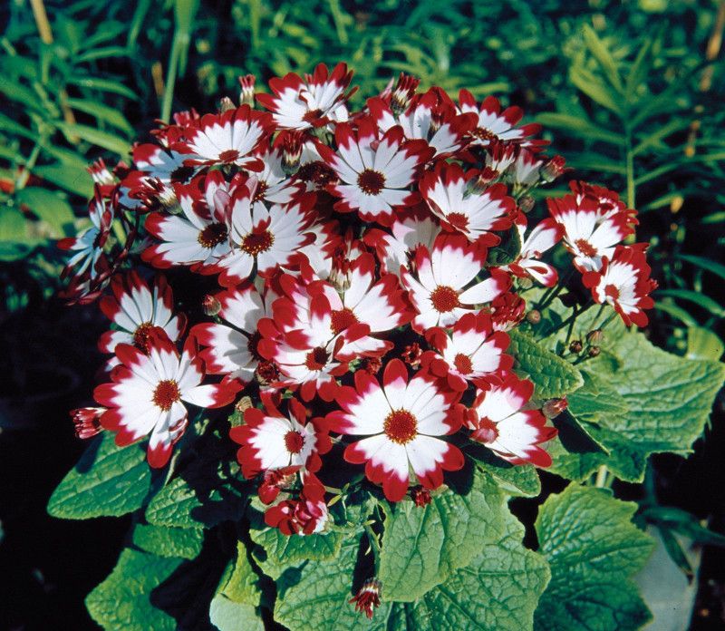 Mozette cineraria Flower Seed  (32 per packet)
