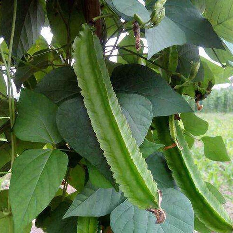 Qualtivate Winged Bean Seed  (1000 per packet)