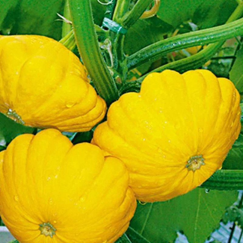 Qualtivate ™ Scallop Squash Pumpkin Seeds Seed  (100 per packet)