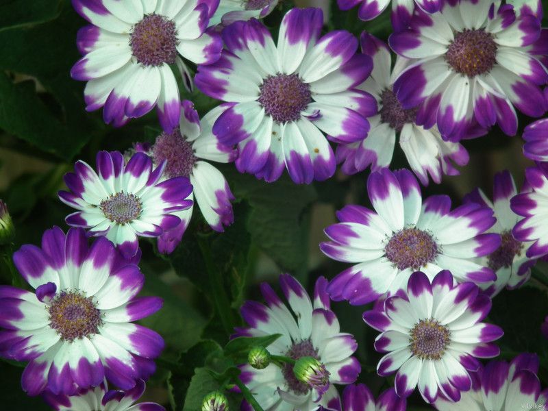 Paudha Cineraria Seed  (29 per packet)
