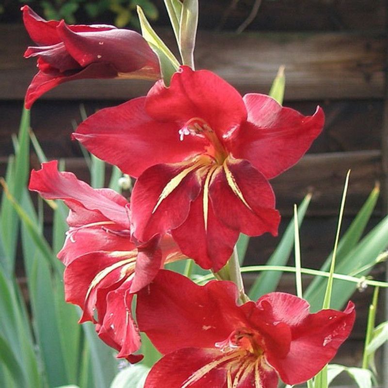 FERNSFLY® IMP. Gladiolus Flower Bulbs Home Outdoor Flowering Gardening Bulbs Blooming planting (Pack of 14 Claudia Gladiolus) Seed  (14 per packet)