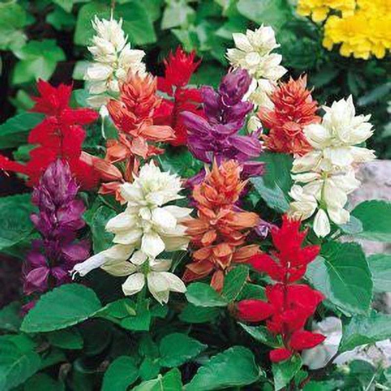 CYBEXIS Salvia Hybrid Salsa Mixed Seed  (1 g)