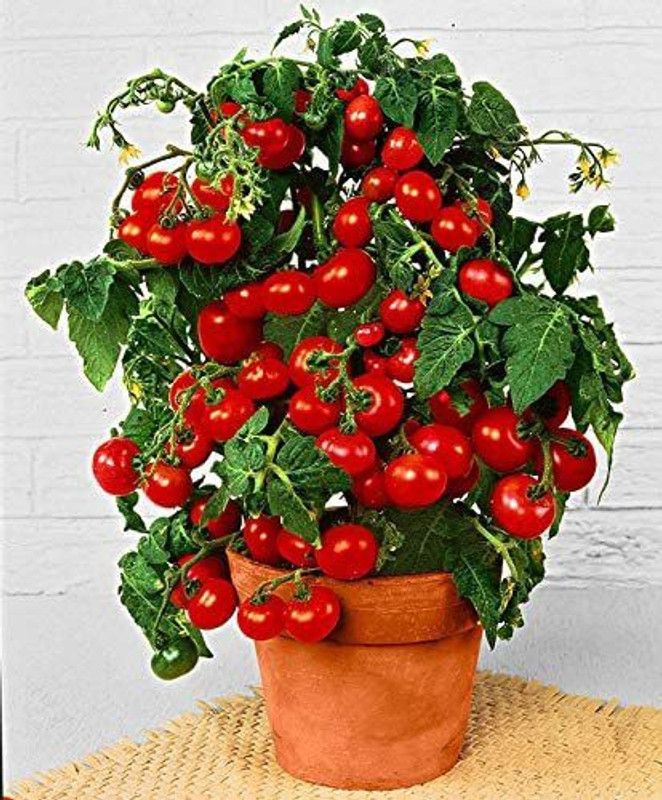 WILLVINE Tomato - Dwarf Variety - Totem - Seeds - Certified Organic Seed  (500 per packet)
