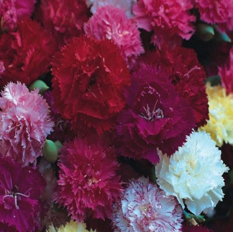 CYBEXIS Carnation Hardy Border Mix Seeds (Mixed Colours) - Perennial Seeds Seed  (50 per packet)